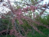 pic_100_3774.jpg